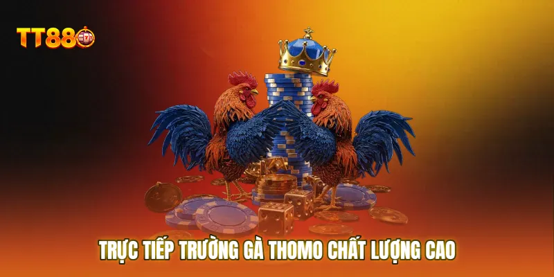 Trực tiếp trường gà Thomo chất lượng cao